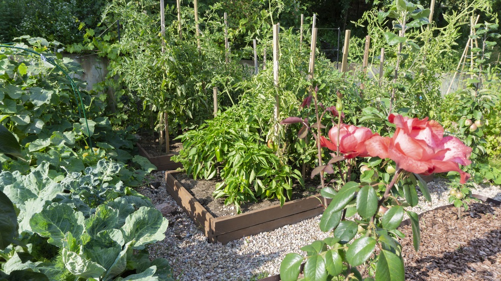 Vegetable Garden with Raised Beds