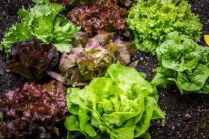 Vegetable Garden with Raised Beds